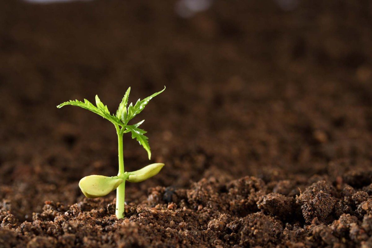 Грунт Росток