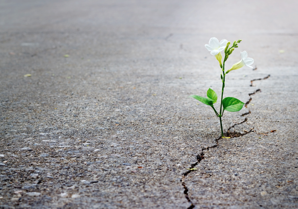 Росток пробивается сквозь асфальт