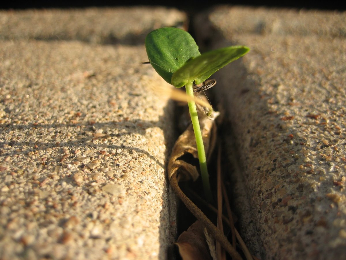 Прорастающие цветы