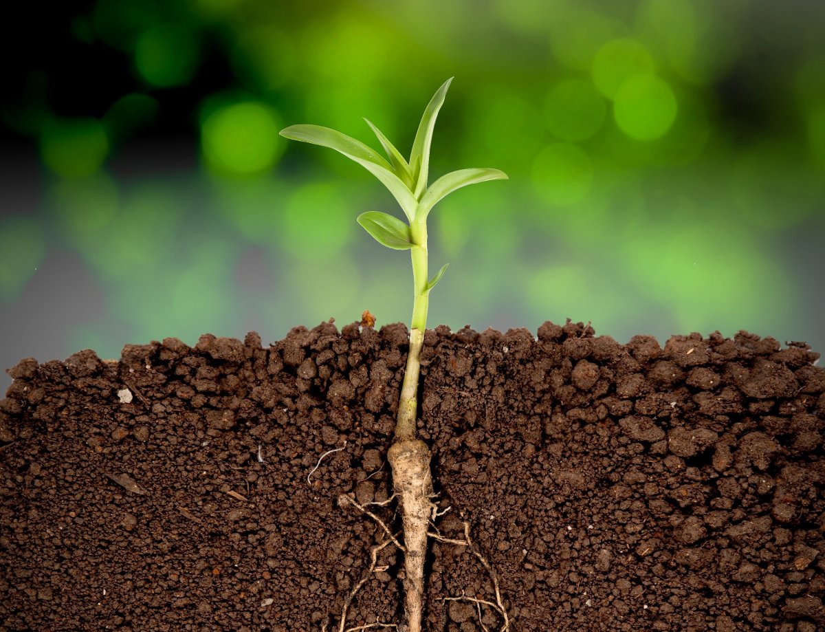 Мощный роста растений