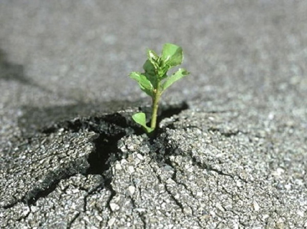 Росток на белом