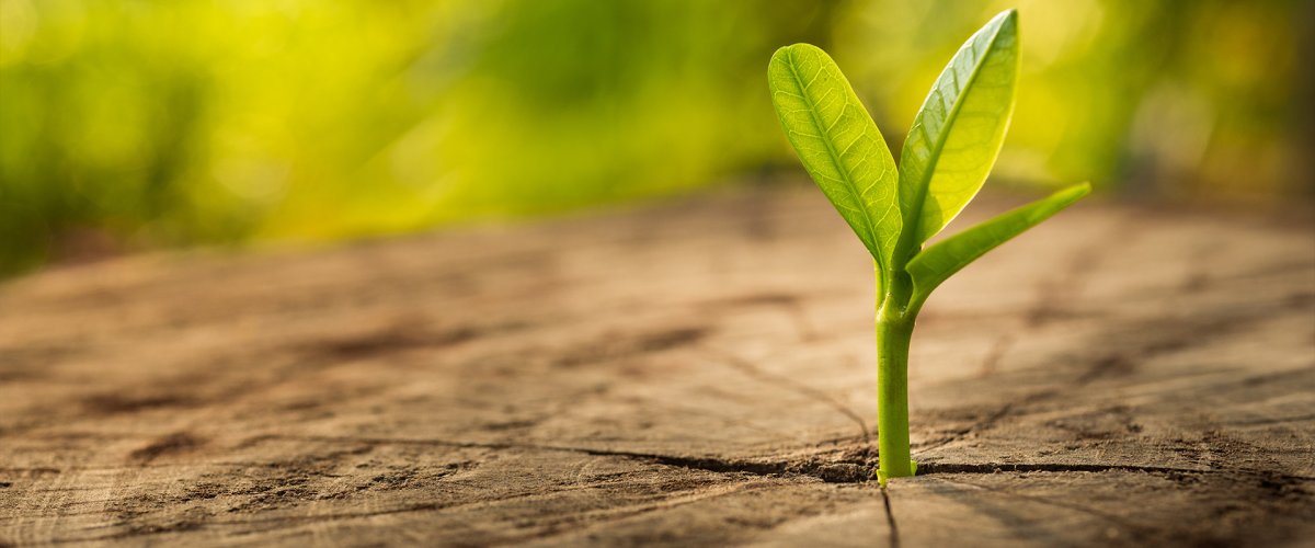 Росток из сухой земли