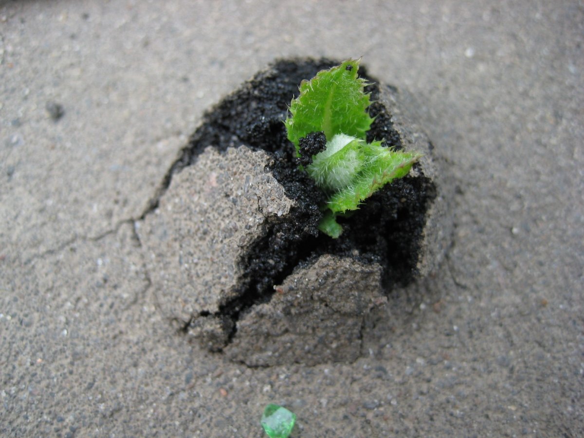 Сквозь асфальт пробивается