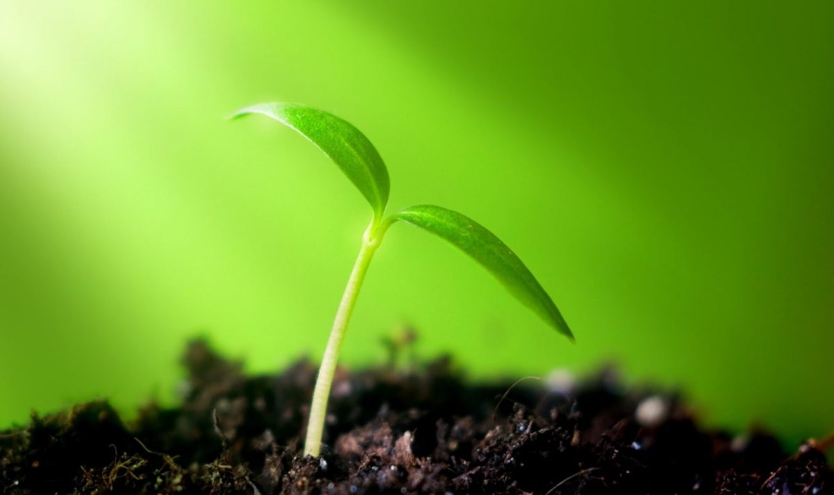 Маленький Росток цветок