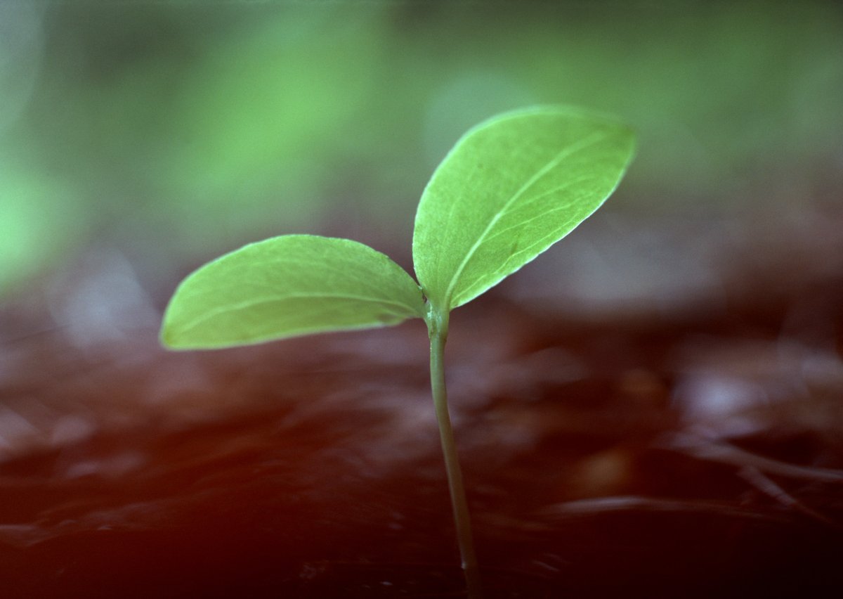 Небольшой росточек