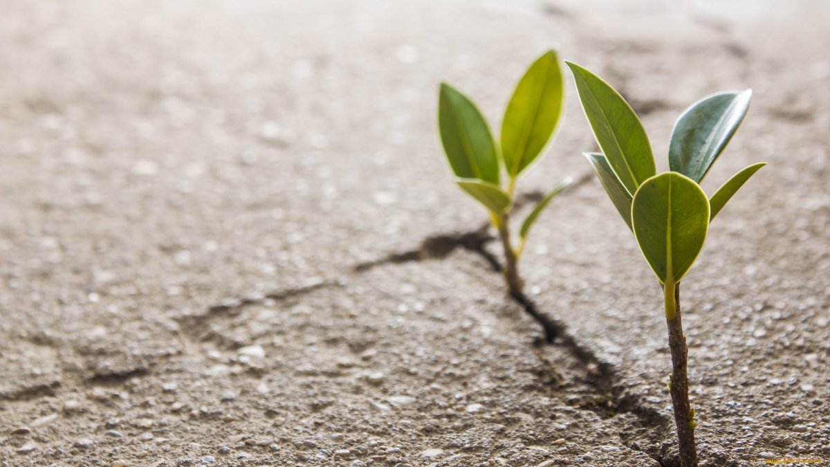 Росток абрикоса