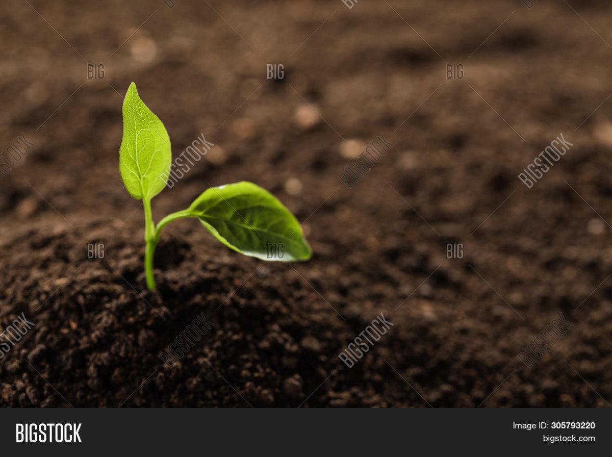 Ладони поливают Росток