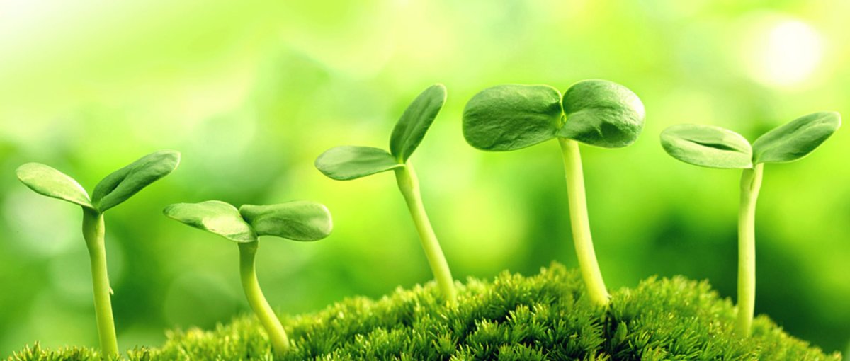 Росток в земле