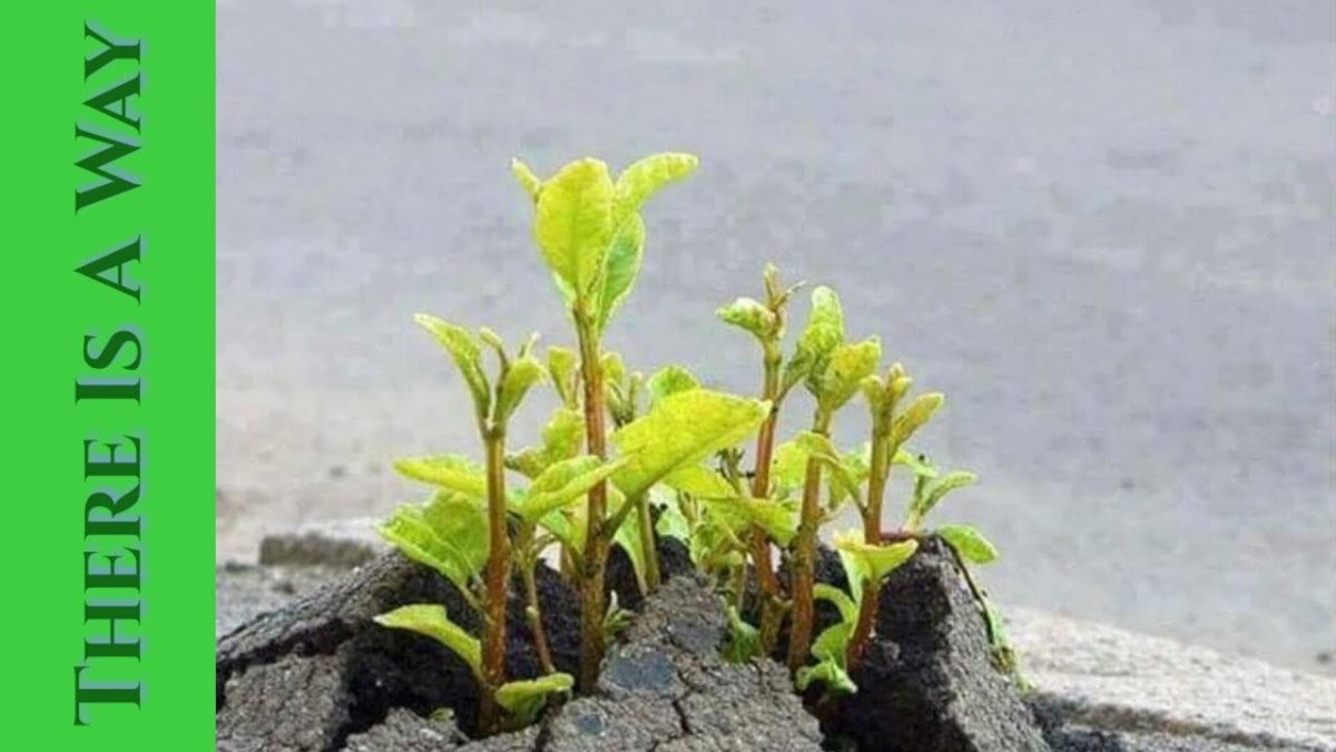 Цветок пророс сквозь асфальт