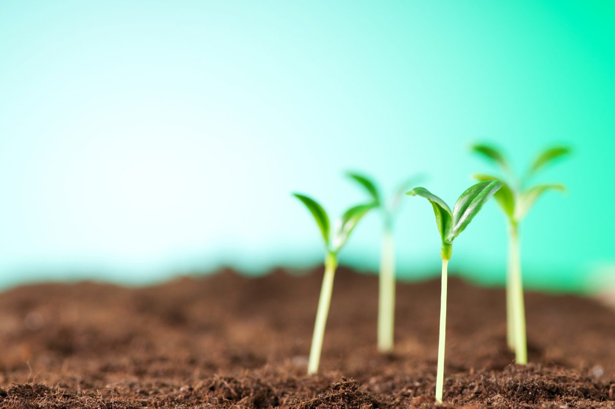 Росток плодоносный Иосиф Росток