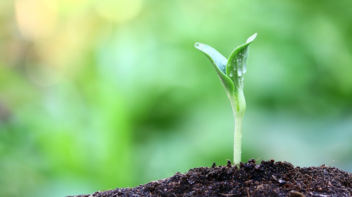 Росток березы