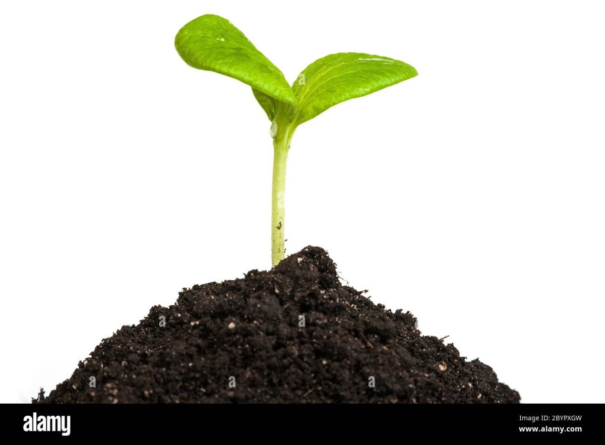 Росток в земле