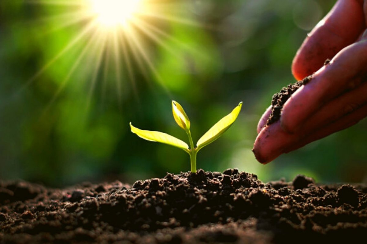 Маленький росточек