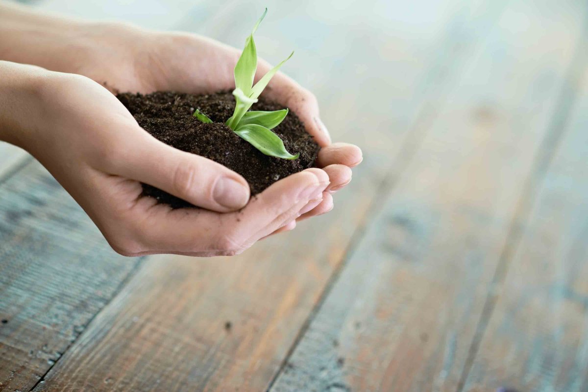 Росток в руках