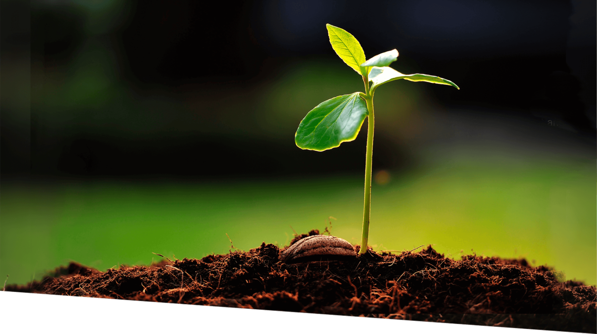 Росток новой жизни