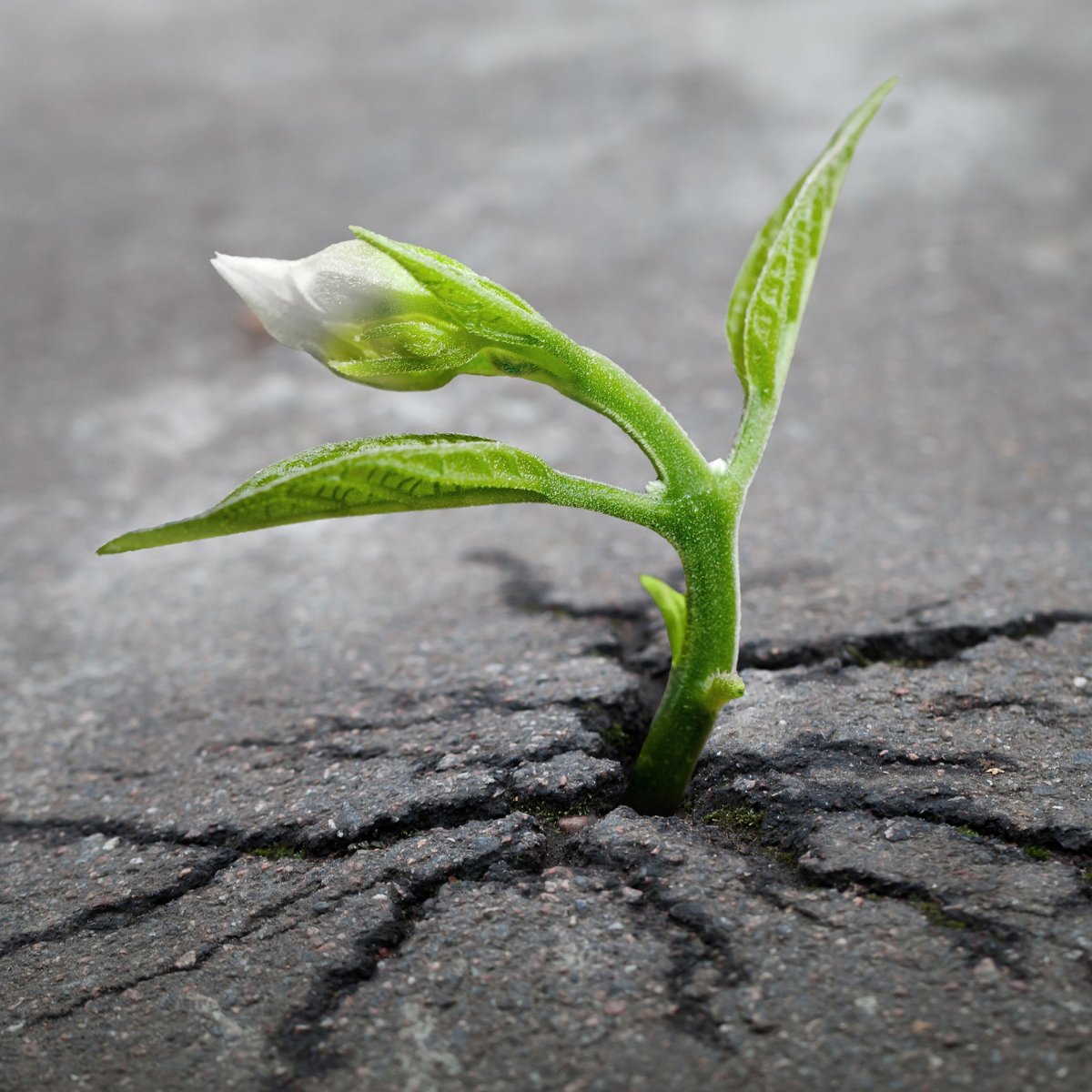 Божий Росток с надписью Божий Росток