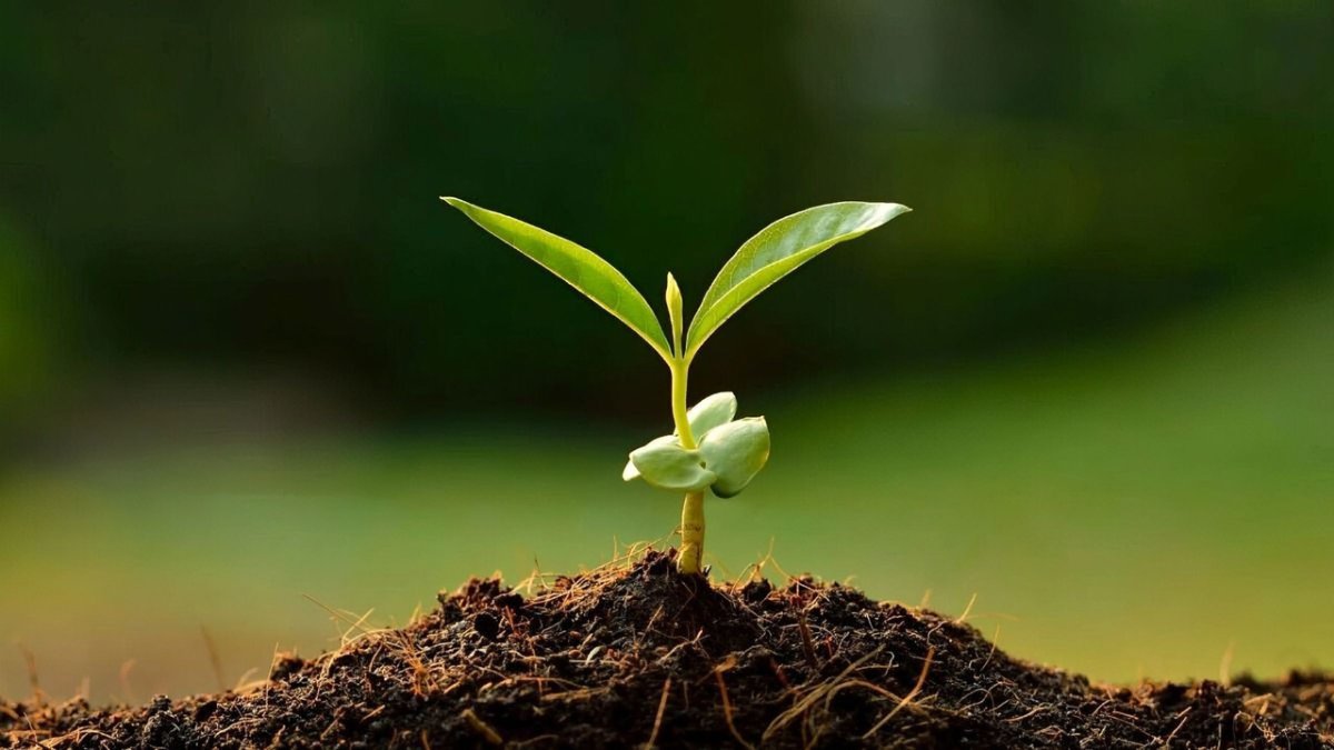 Росток сквозь асфальт