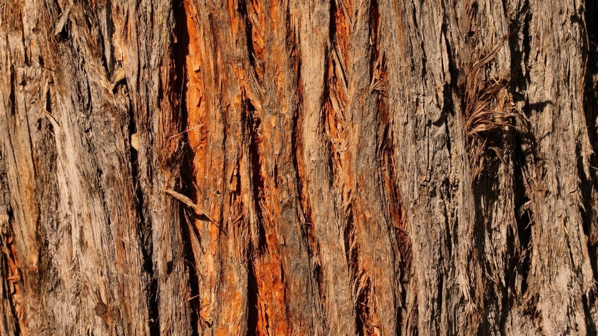 Текстура ствола дерева