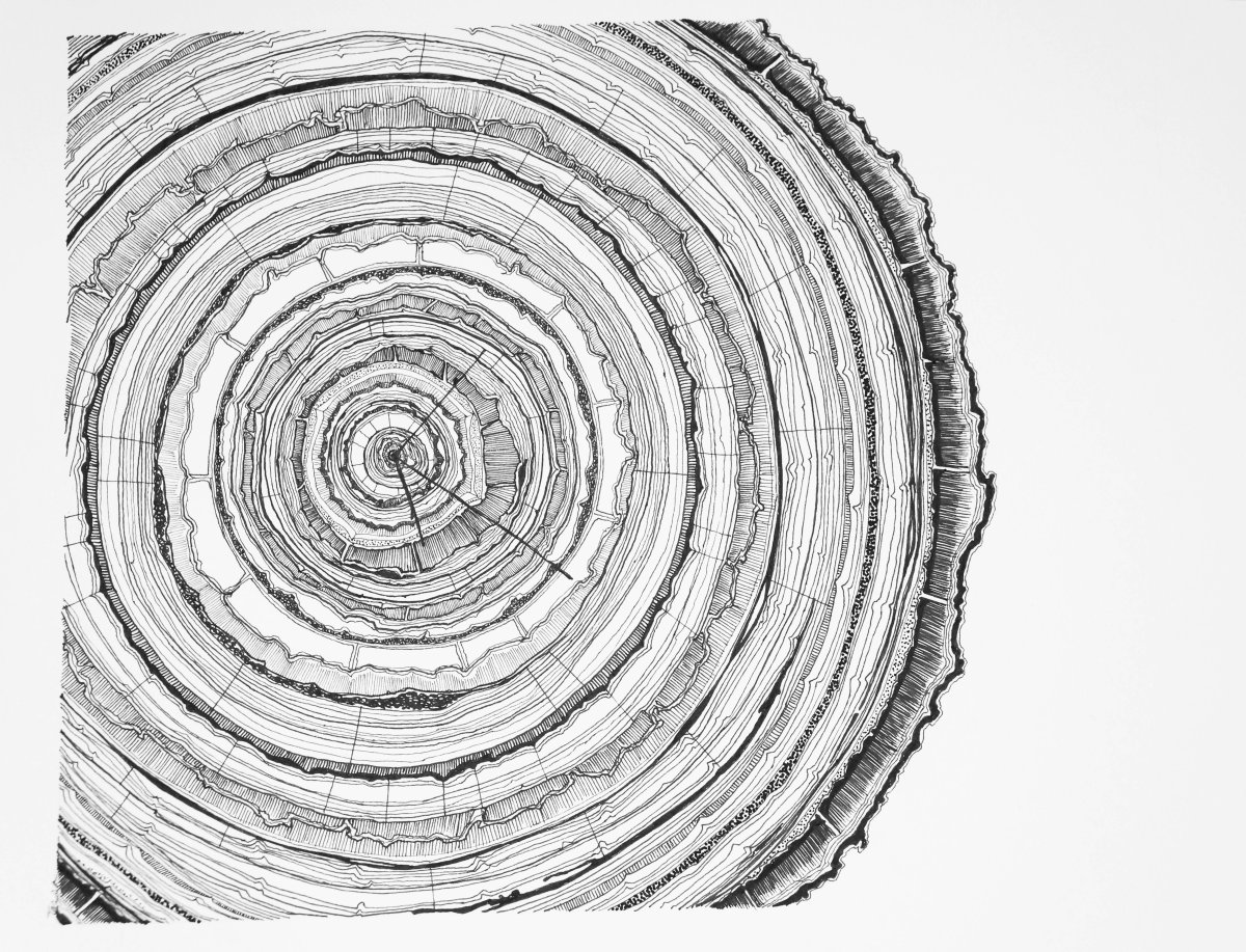 Срез дерева