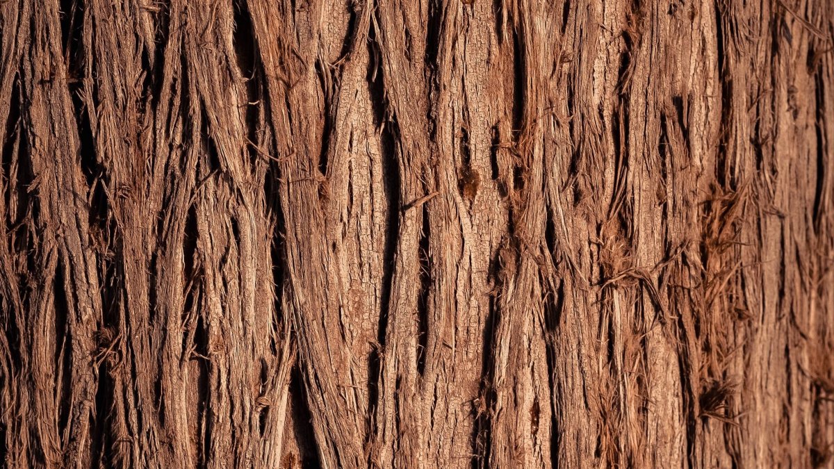 Кора дуба 512 2048