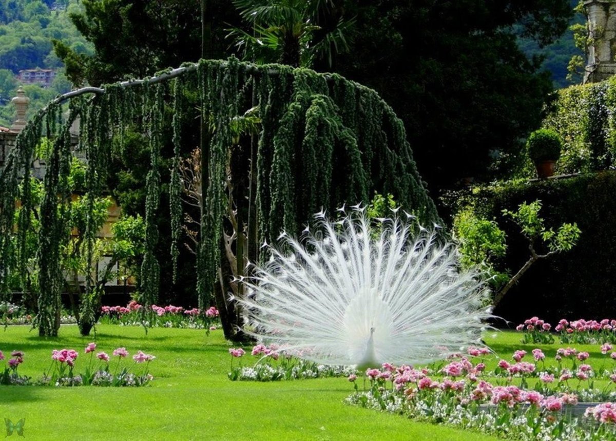 Цветущий Райский сад