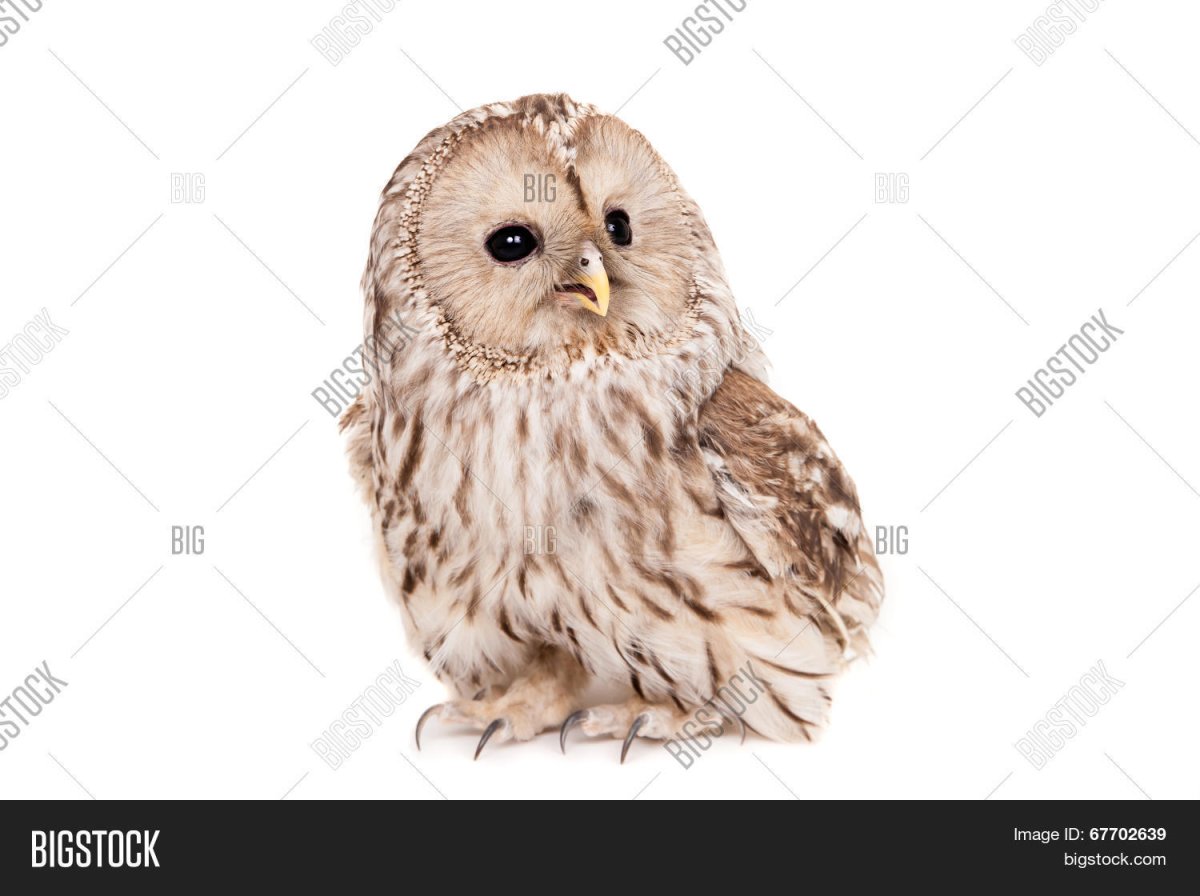 Сыч на белом фоне