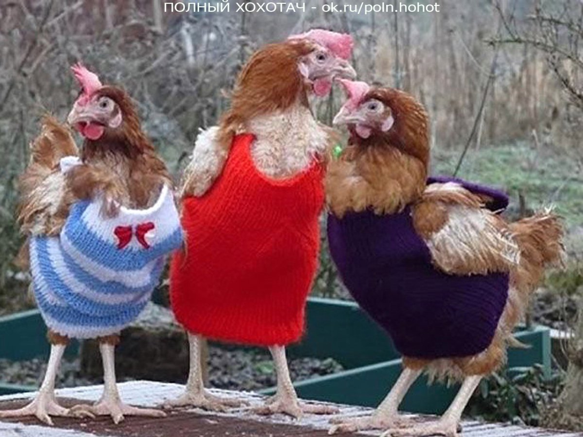 Жена сказала поставить варить курицу