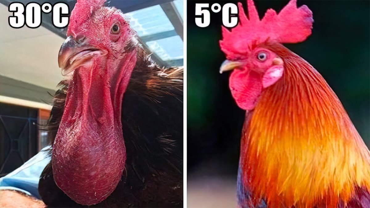 Курочка с золотыми яйцами