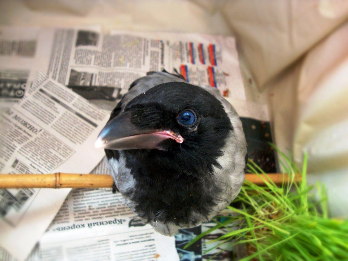 Вороненок рисунок