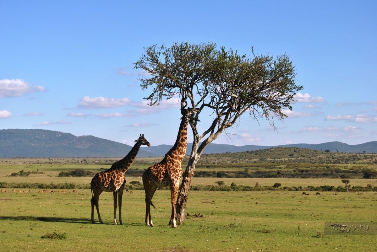 Национальный заповедник Масаи Мара