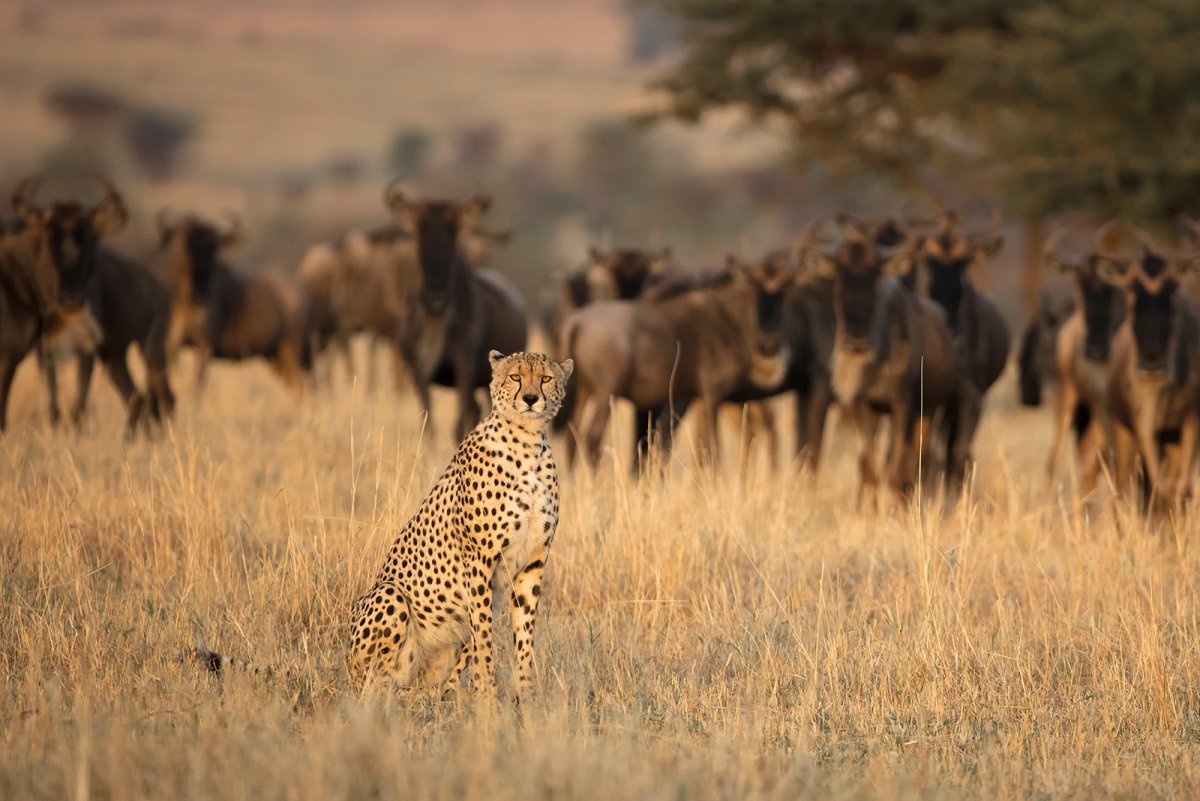 Охота в Серенгети