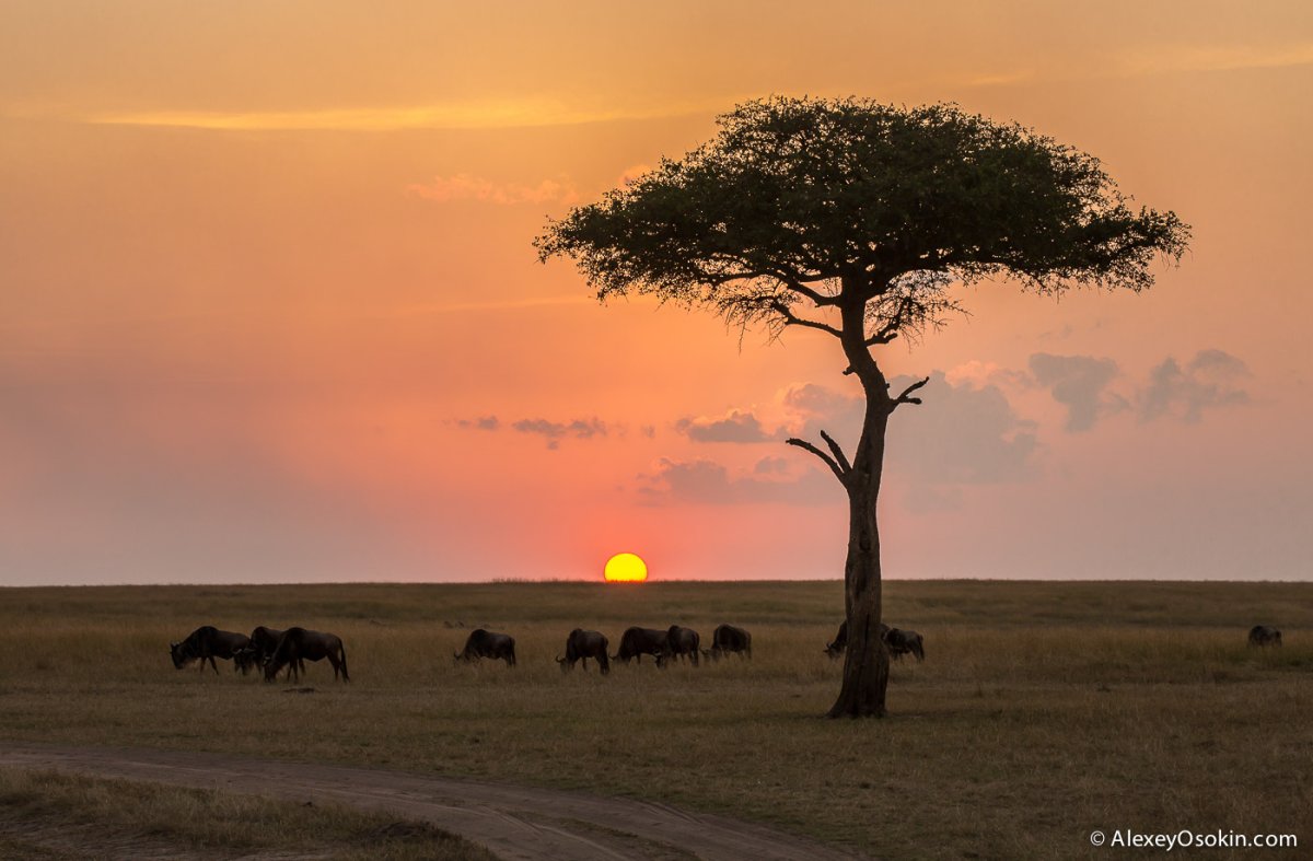 Заповедник Масаи Мара