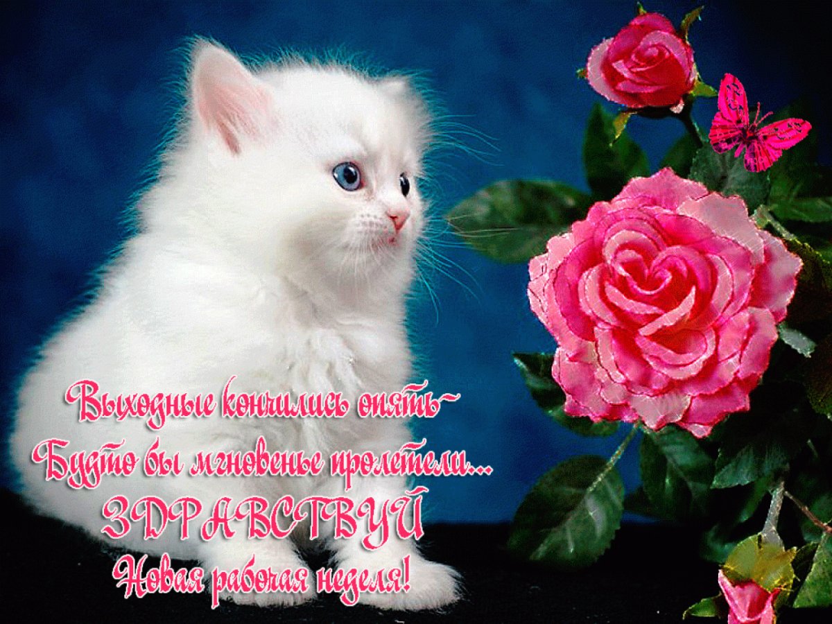 Белая кошечка с розой