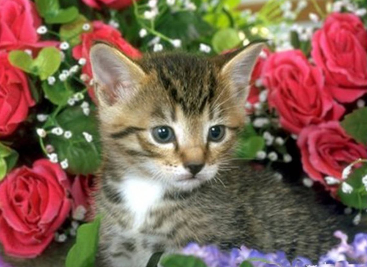 Кошки с розами