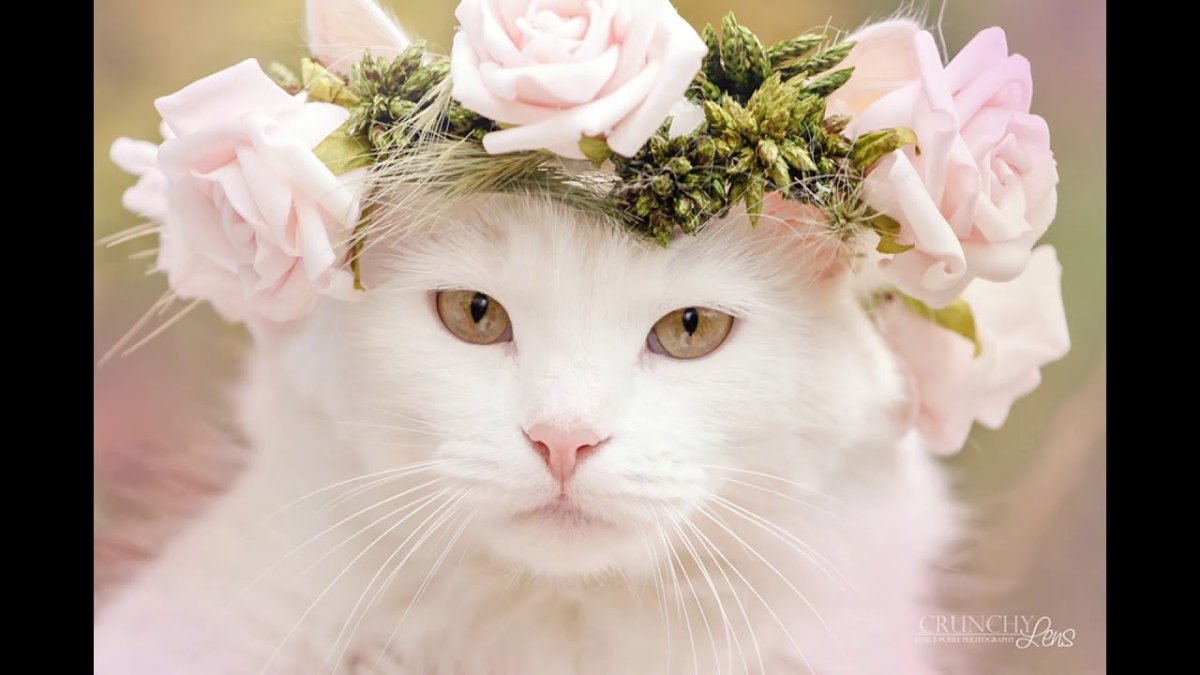 Кошка в венке