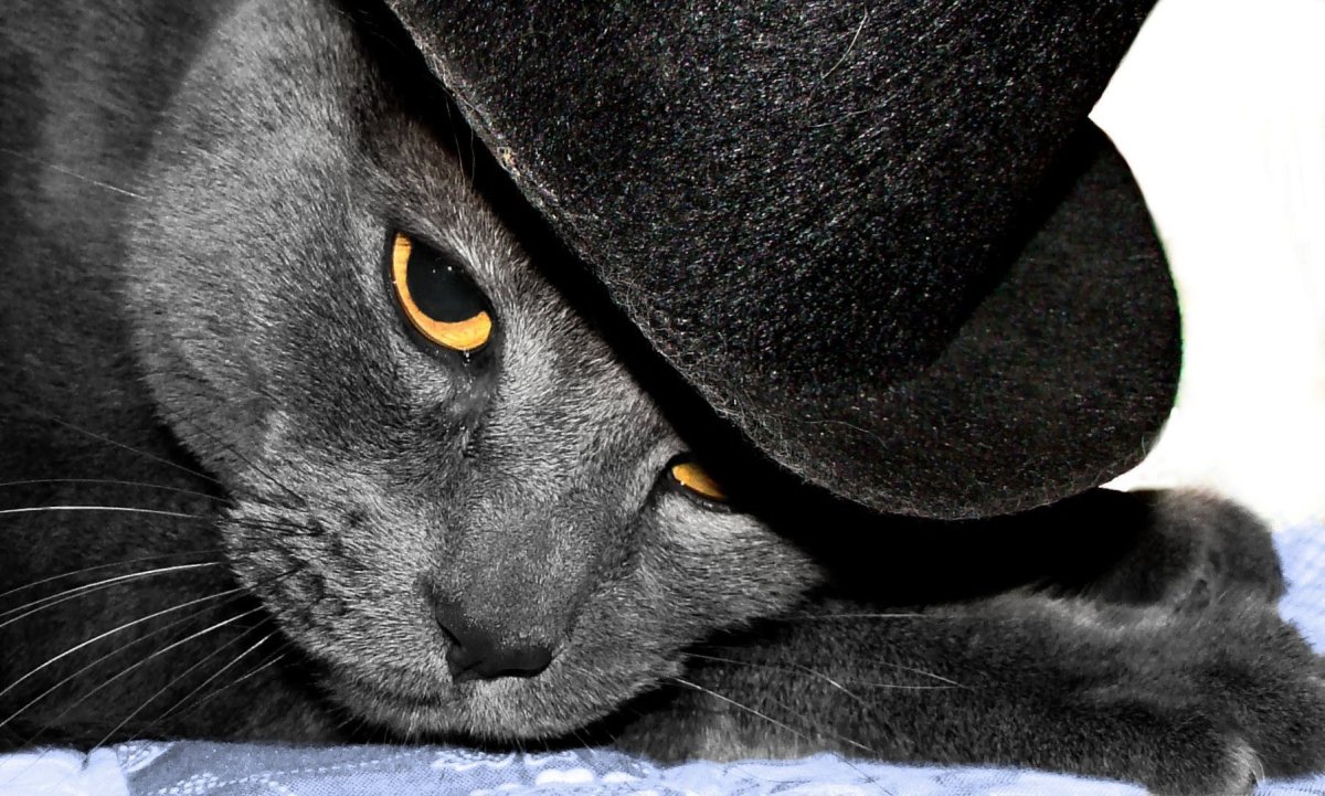 Котенок в шляпке