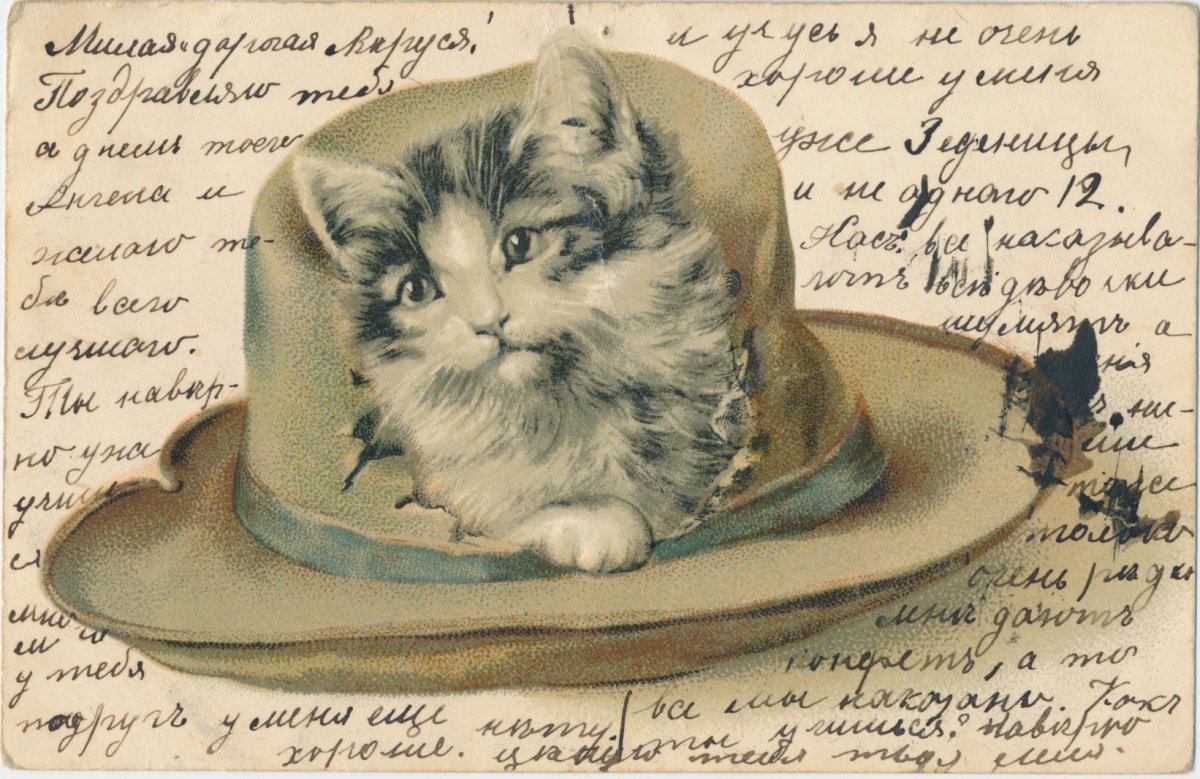 Котик в шляпе