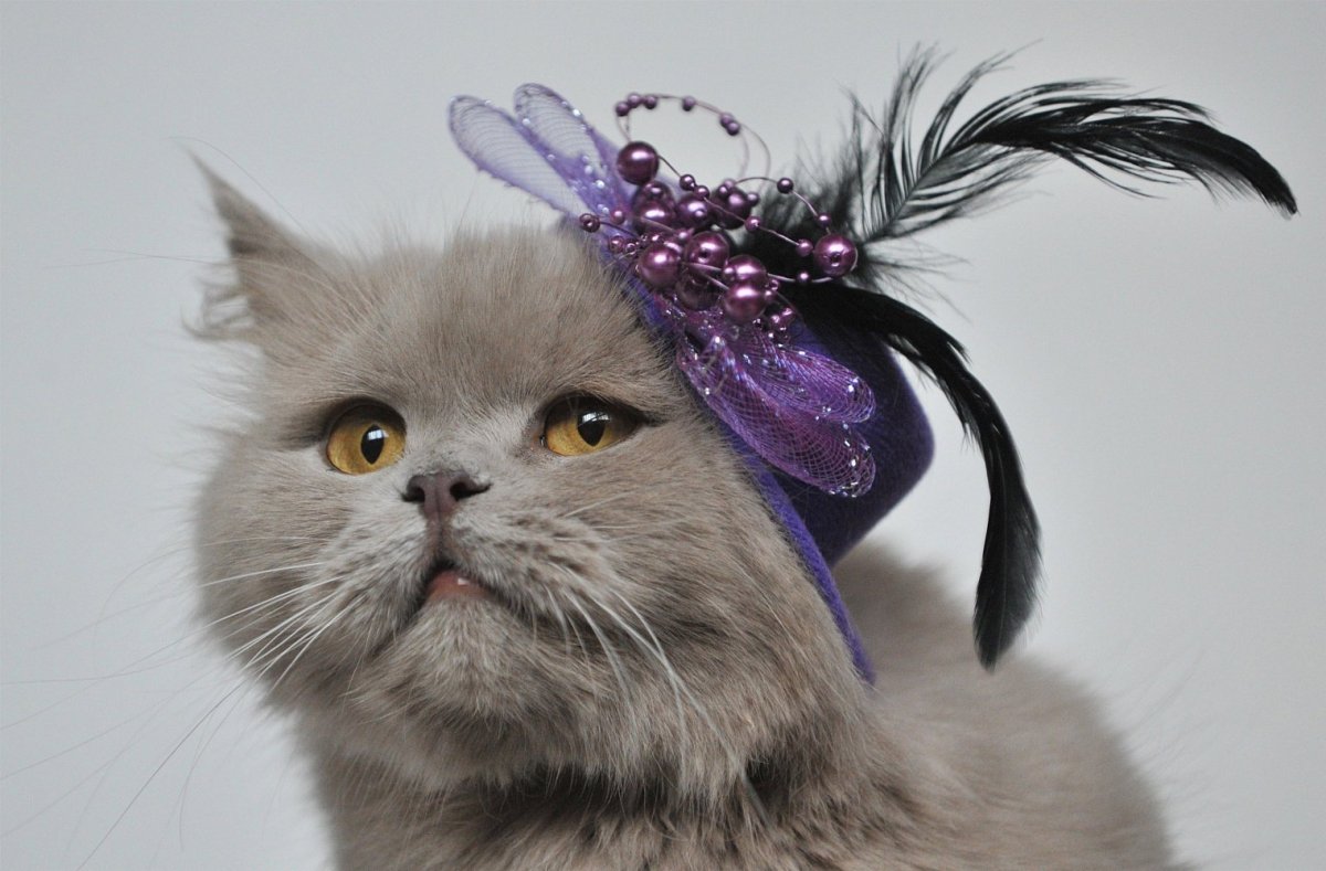 Красивая кошка в шляпке картинка
