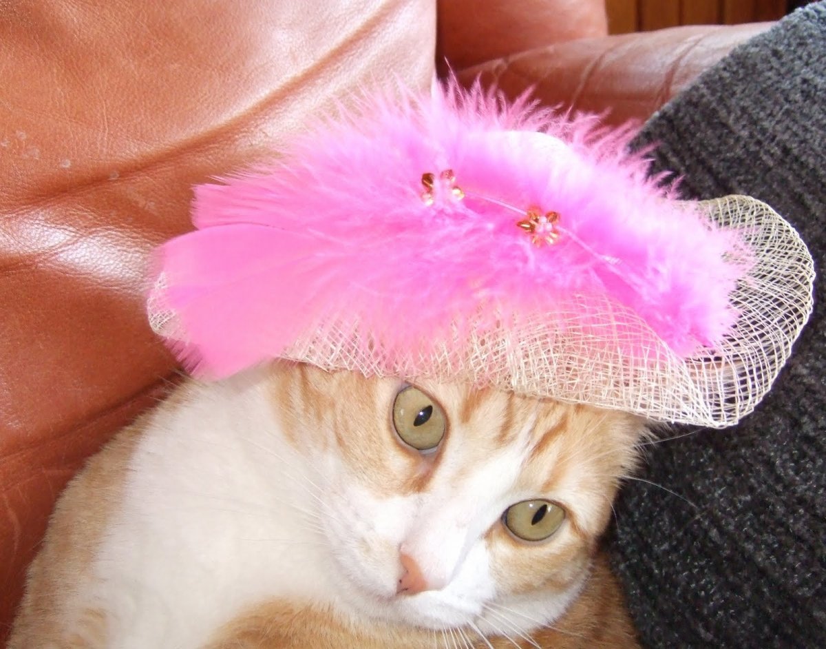 Котик в шляпке