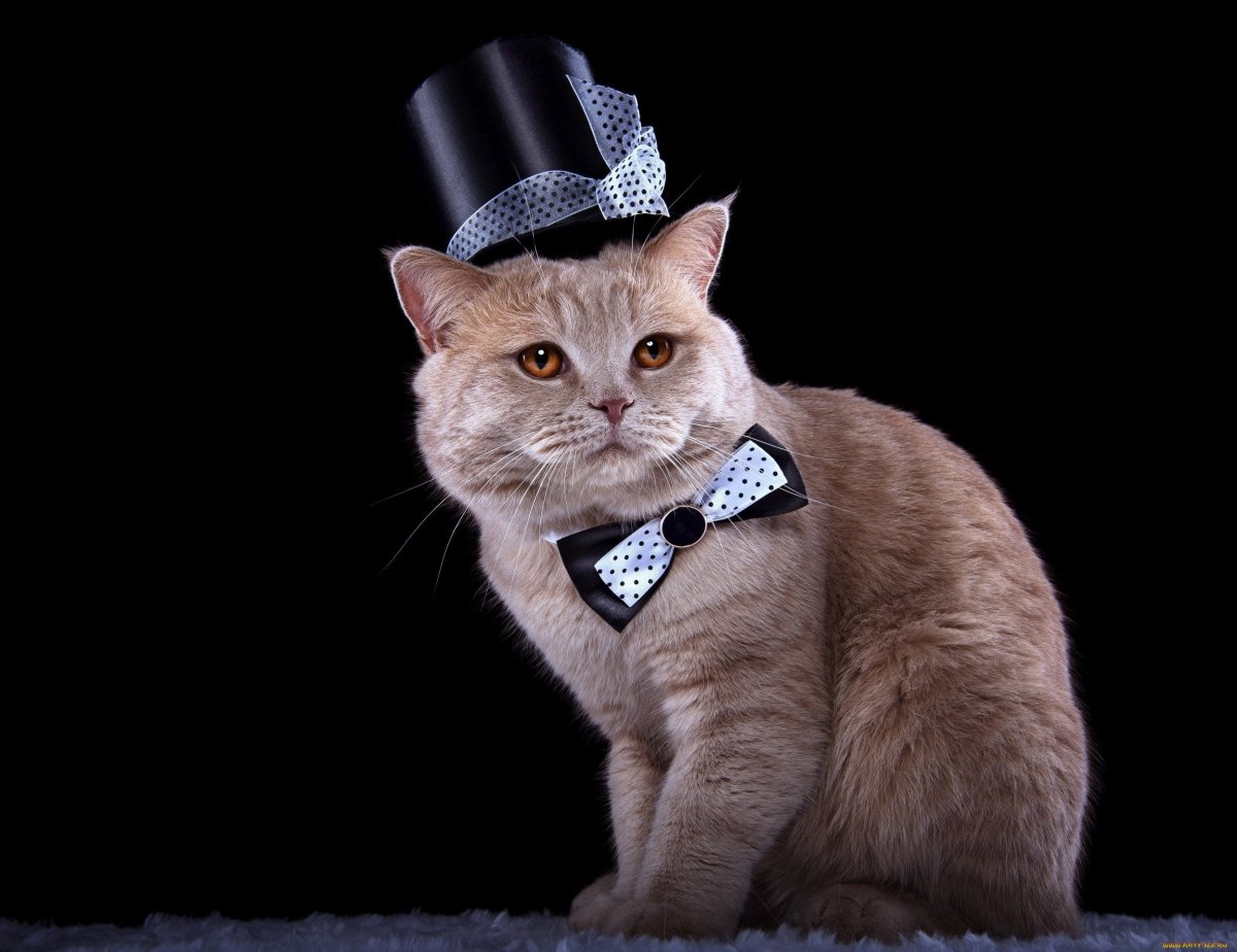 Кошка в шляпке