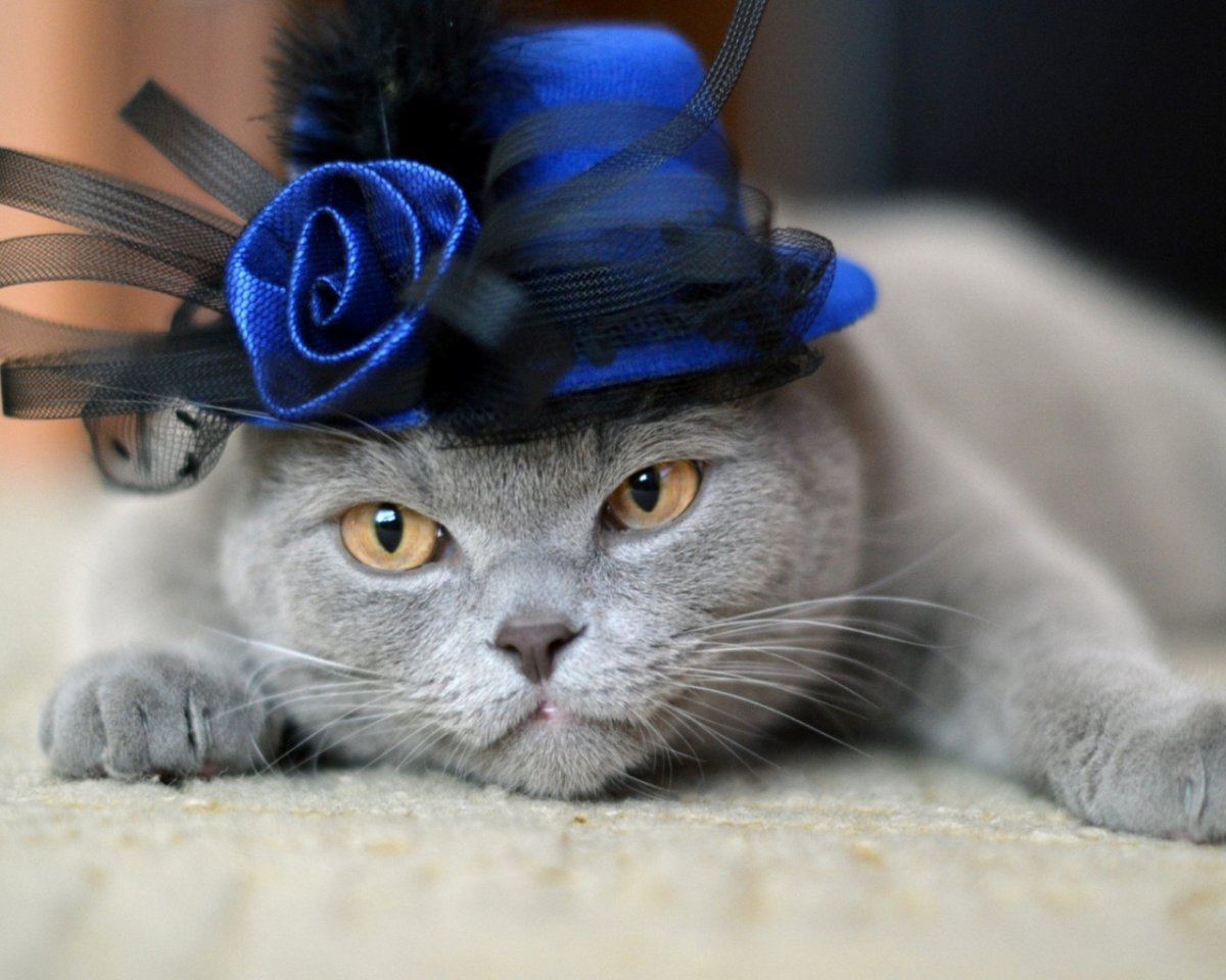 Нарядные котики