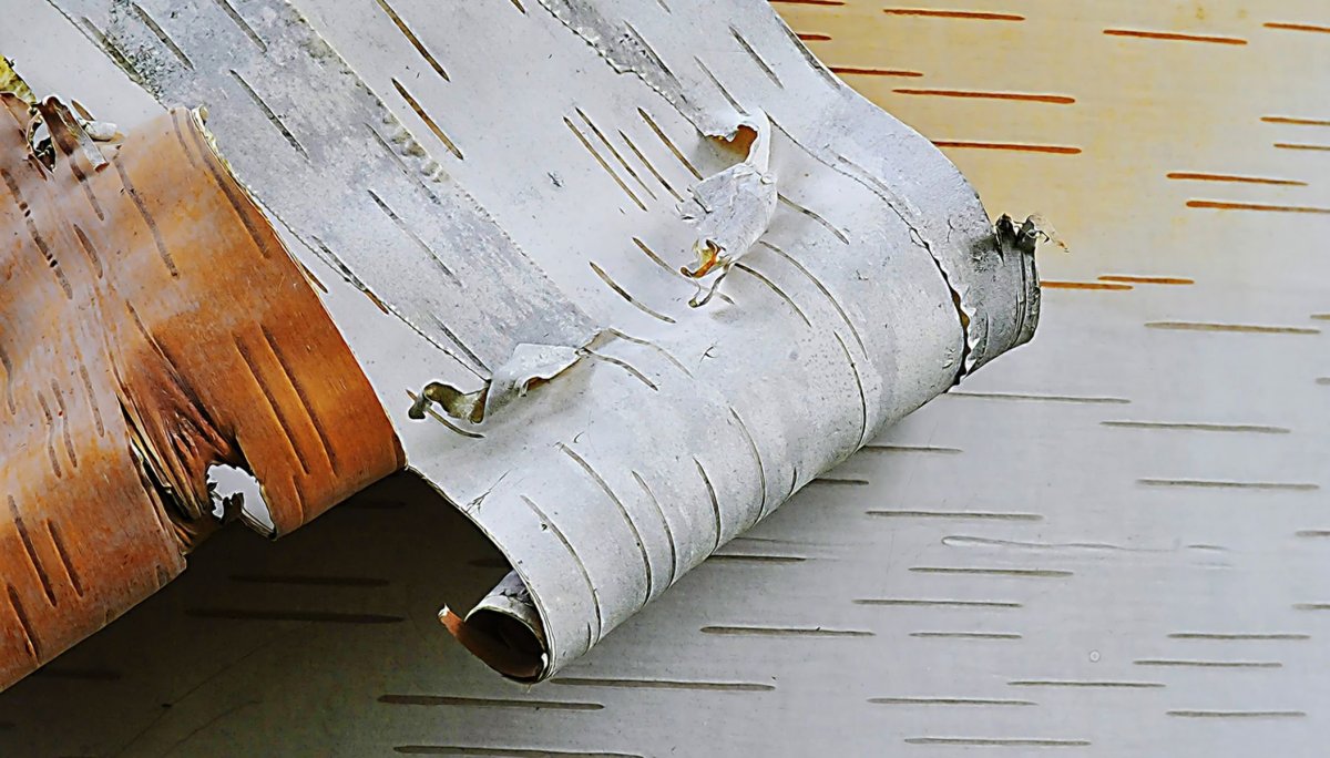 Березовая кора для бетулина