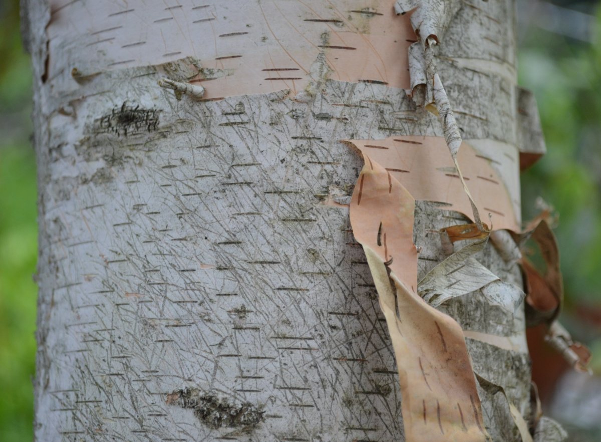 Колчан из бересты