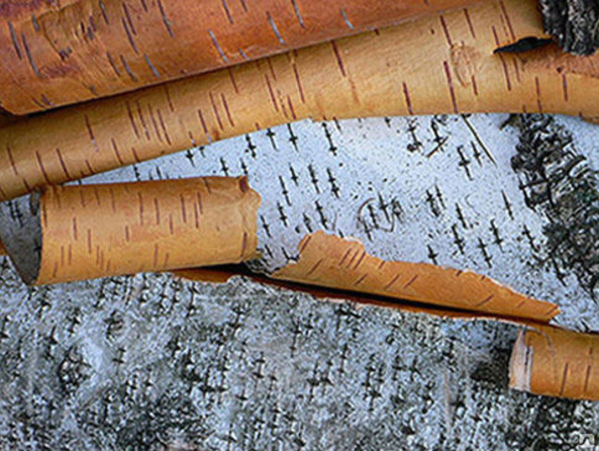 Береста кора березы