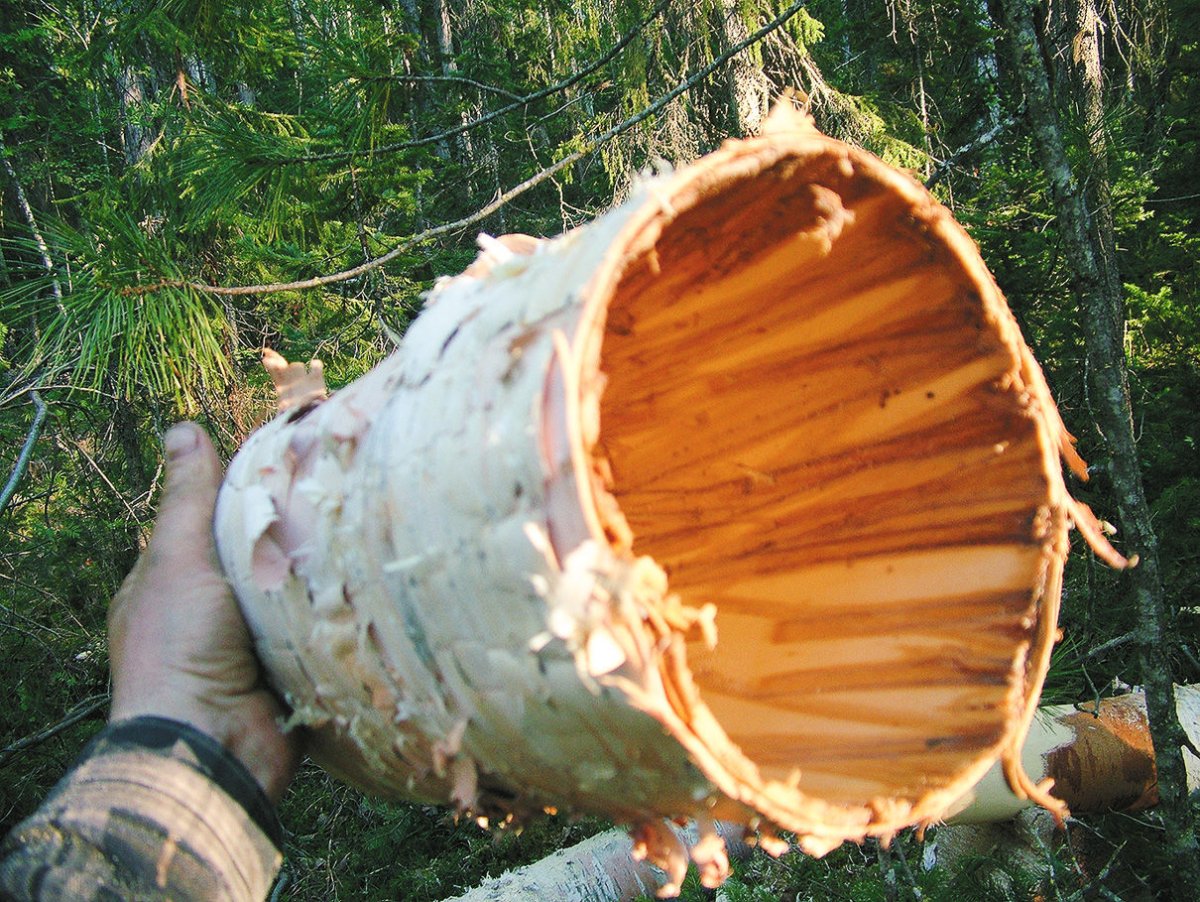 Кора березы фактура