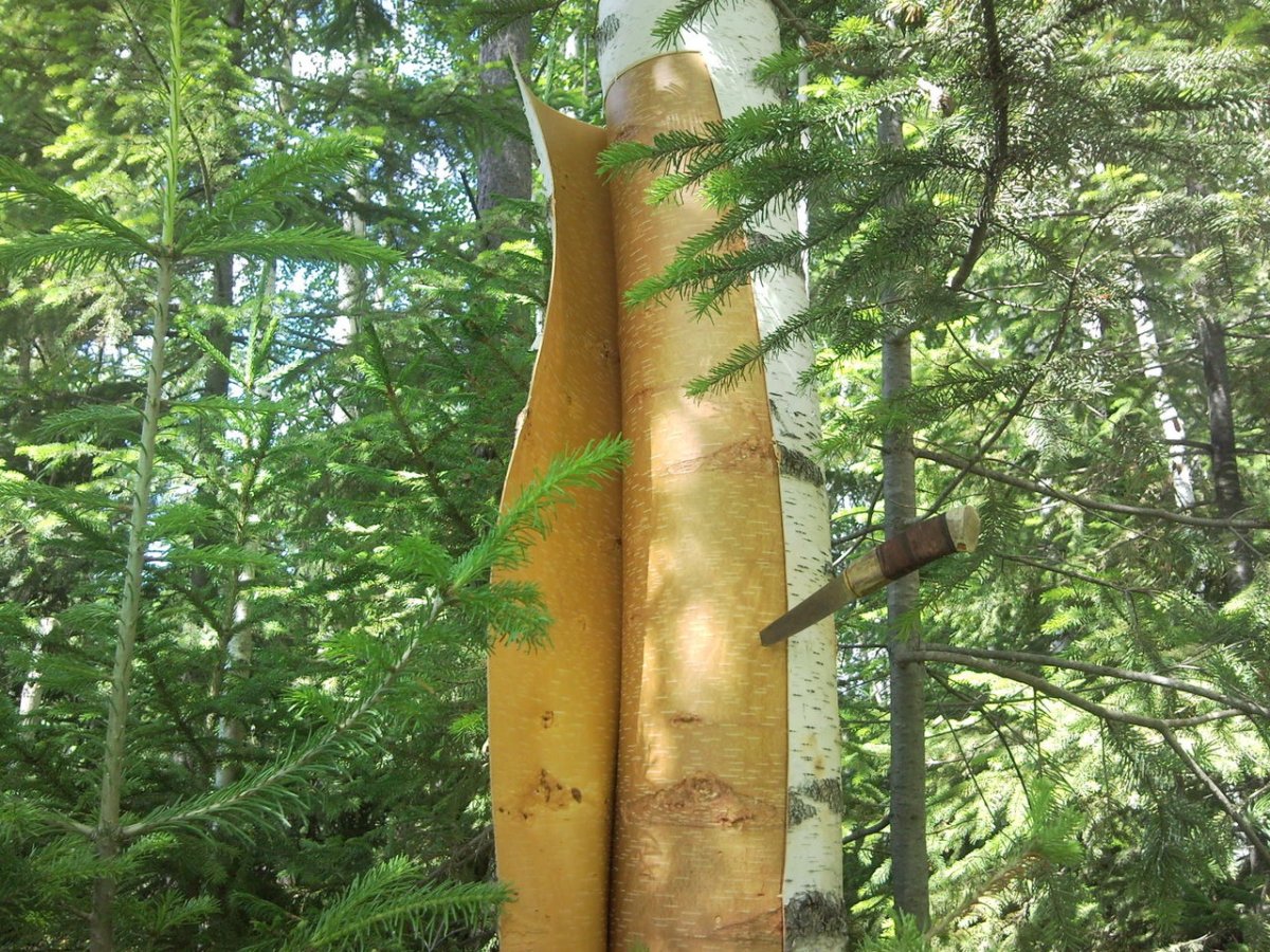 Береста на белом фоне