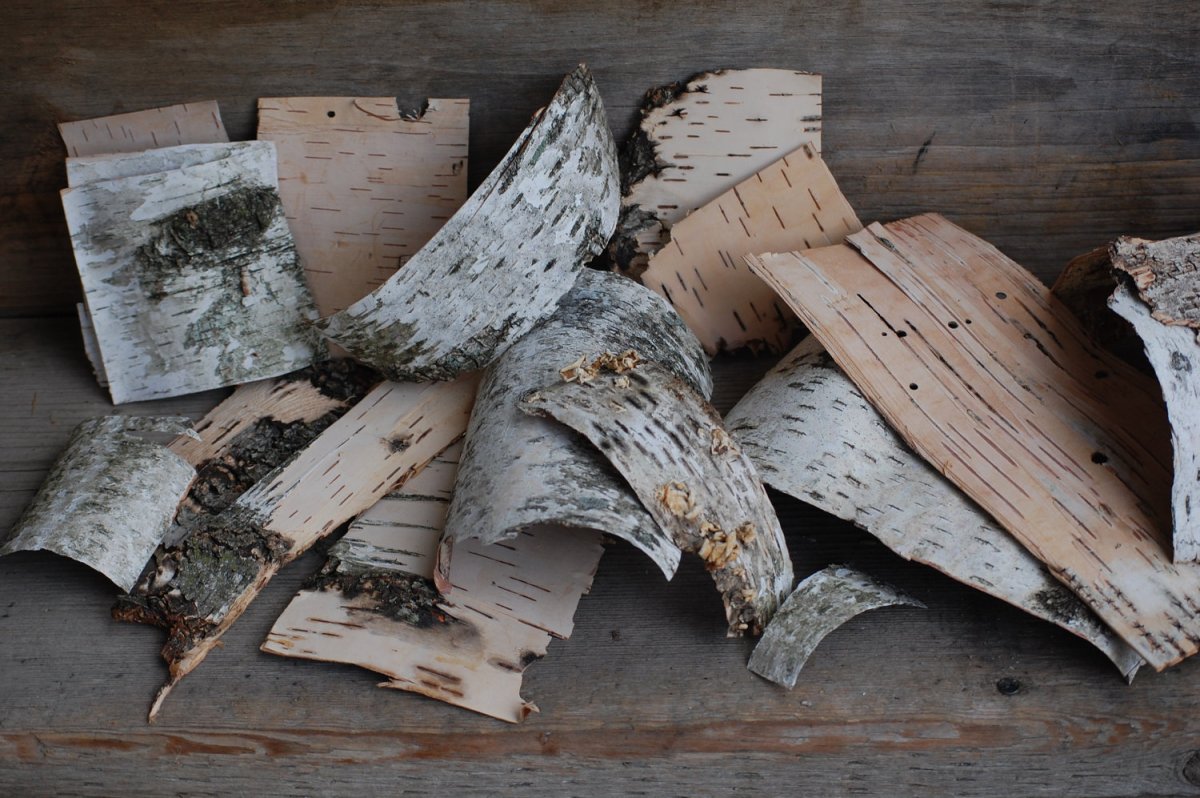 Кора березы чечевички