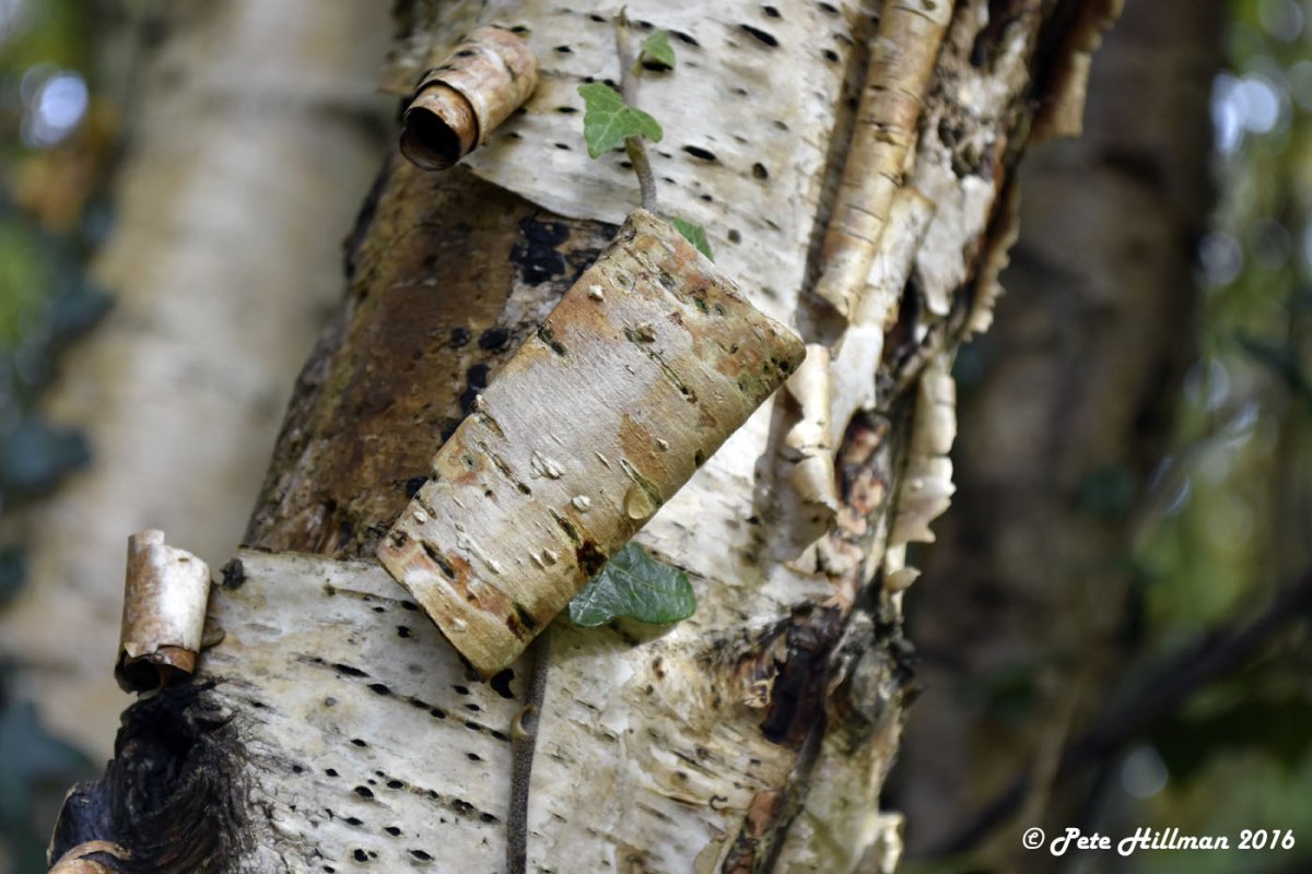 Картина свиток