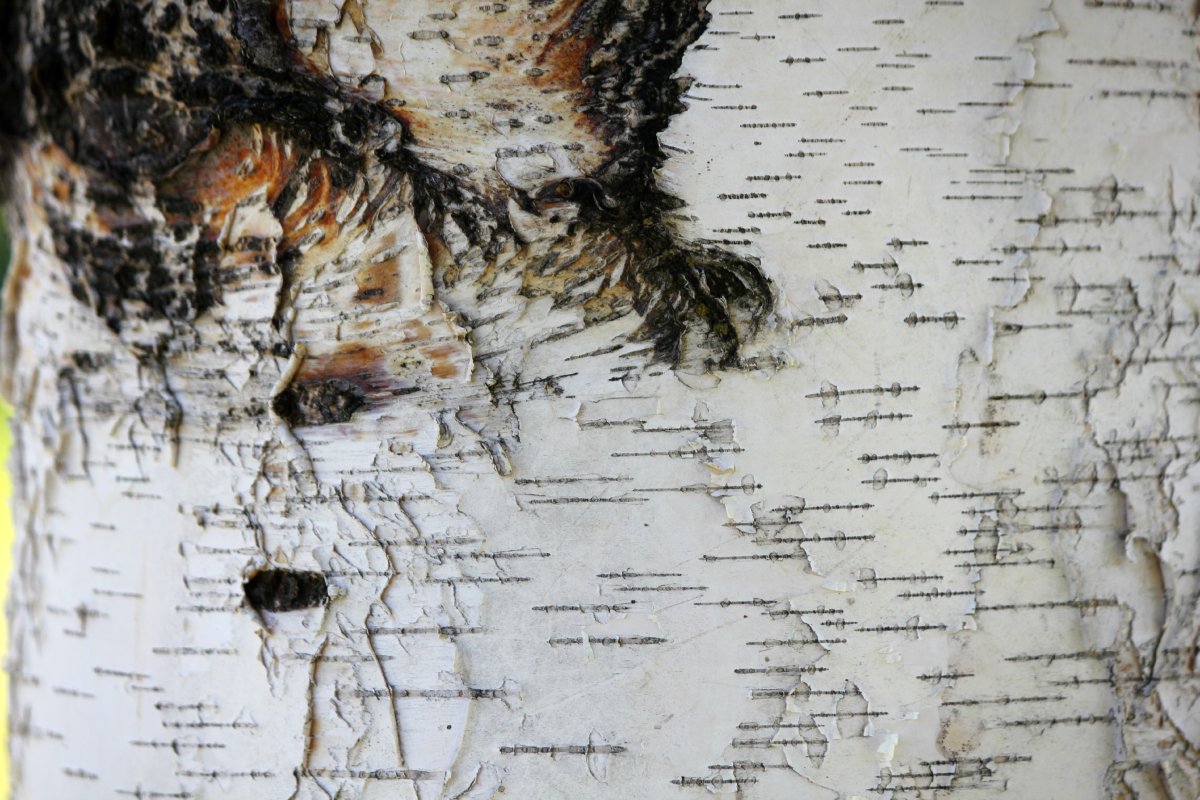 Духовой народный инструмент рожок