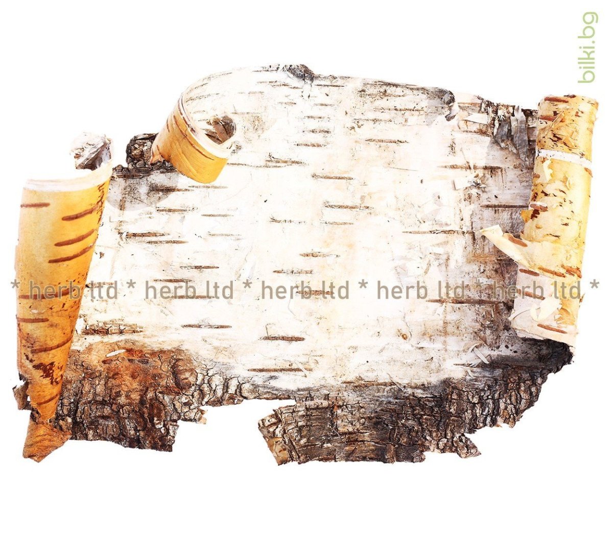 Свиток бересты